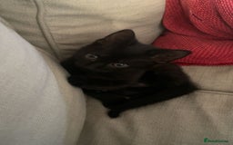 British Shorthair cats for sale: Adorable kitten& cat  - Image 8