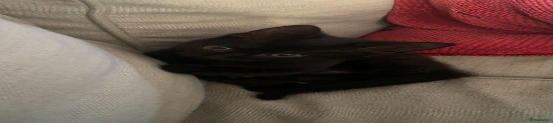 Girl kitten 🐈‍⬛ 