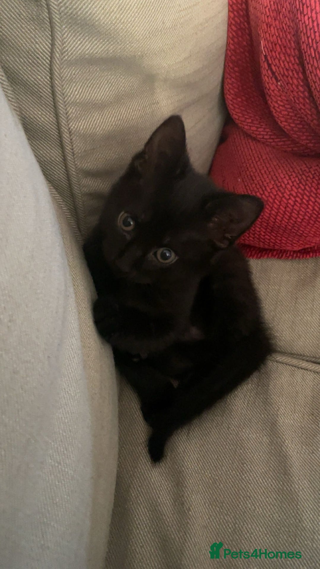 British Shorthair cats for sale: Adorable kitten& cat  - Image 8