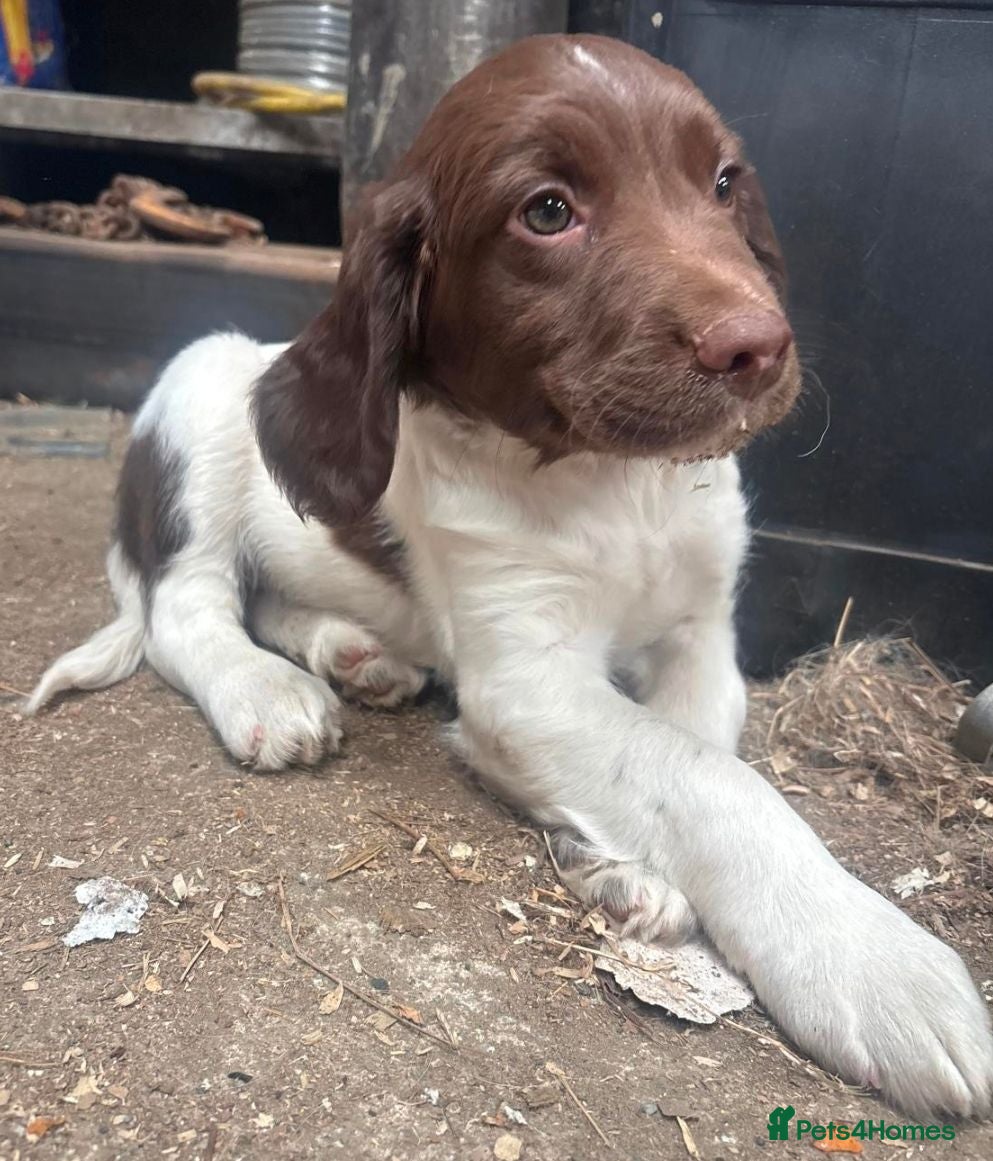 English Springer Spaniel dogs Ready to go farm bred springer spaniel puppies - Advert 17