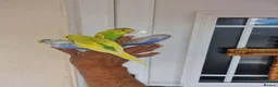 Budgerigars birds for sale: Super Silly hand tamed budgie - Advert 14