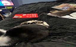 Mixed Breed cats for sale: Beautiful Female Kitten  - Image 5