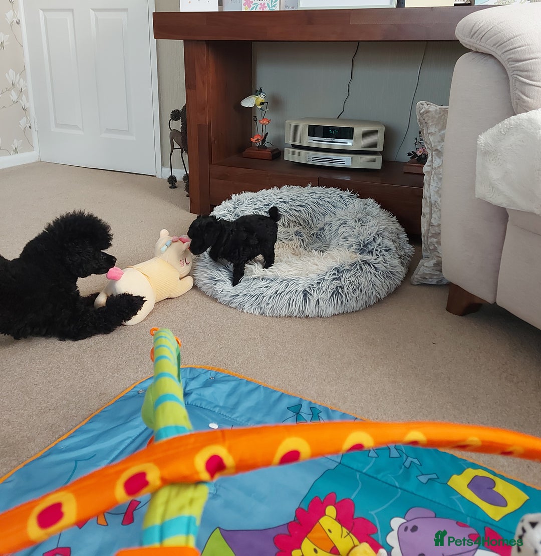 Toy Poodle dogs for sale: Kc reg black toy poodle  - Image 9