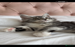 Maine Coon cats for sale: Maine Coon Kitten - Male - Image 1
