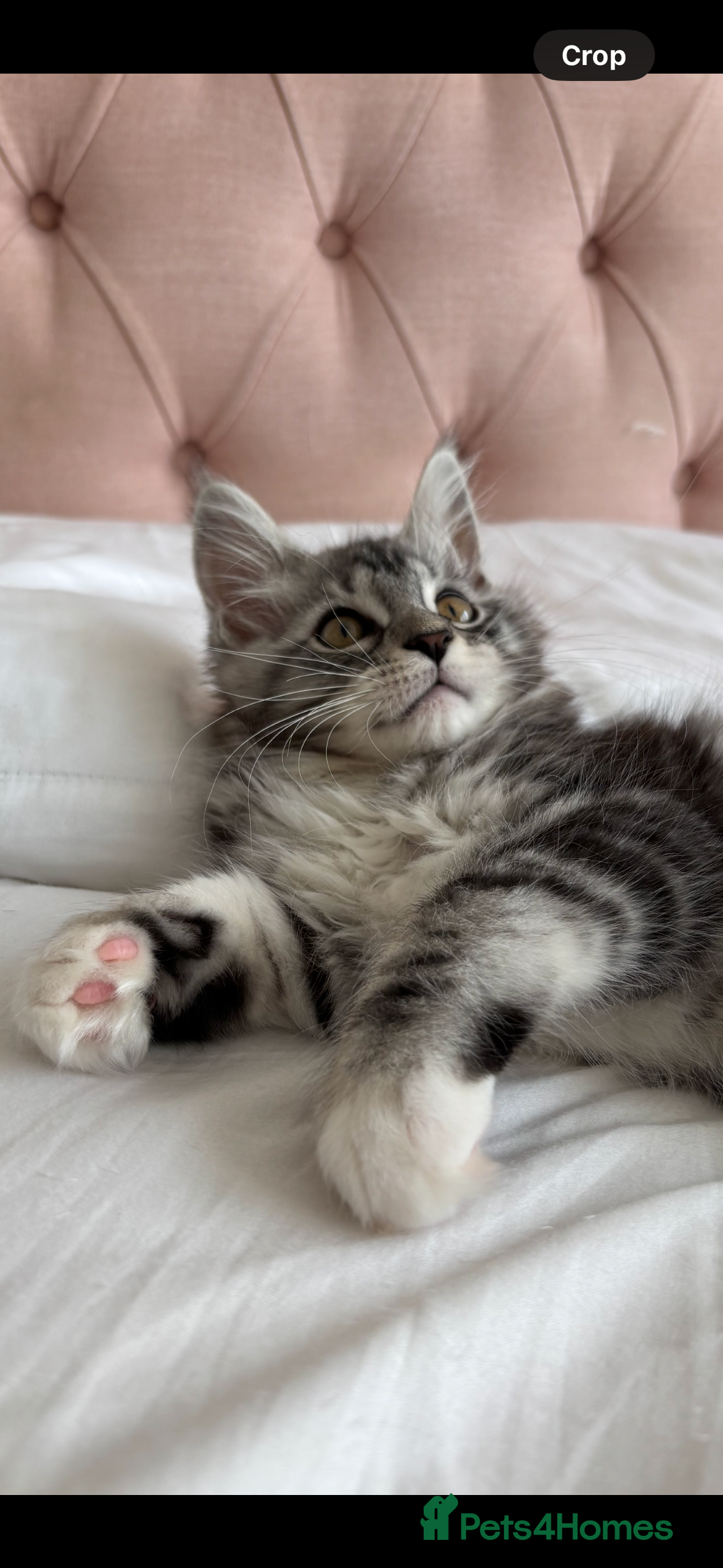 Maine Coon cats for sale: Maine Coon Kitten - Male - Image 1