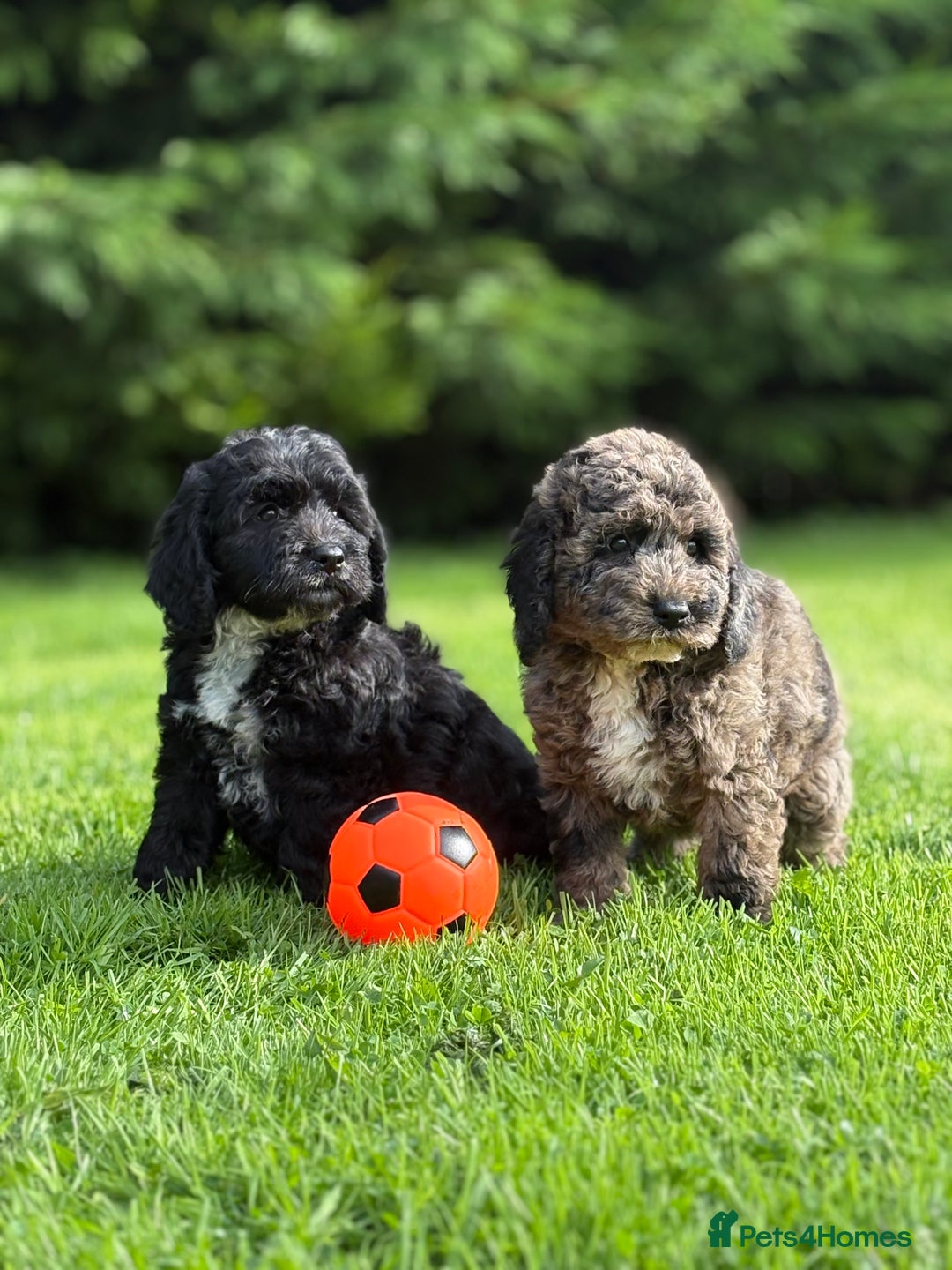 Cavapoo dogs for sale: Beautiful cavapoochon puppies  - Image 2