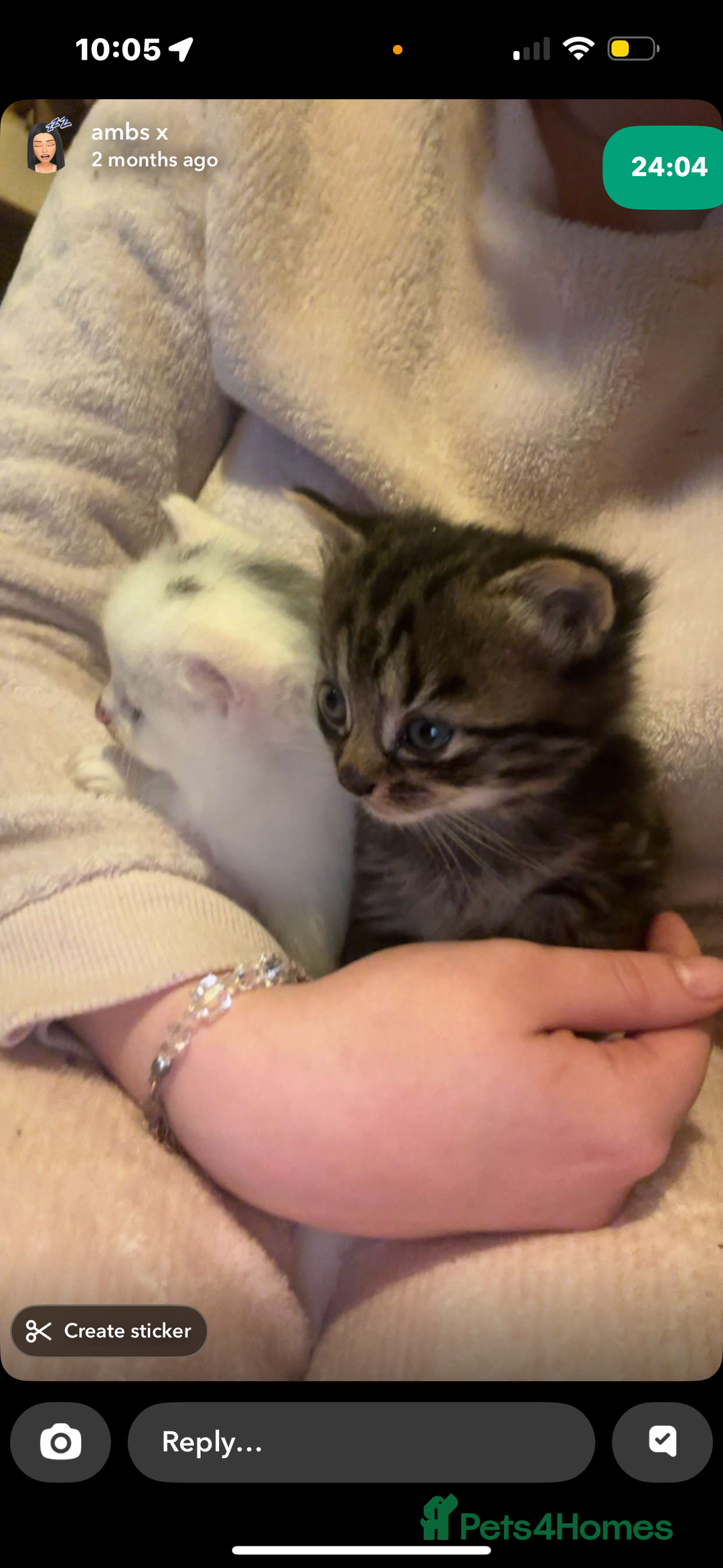 Mixed Breed cats for sale: FOR SALE!! cats and kittens x - Image 3
