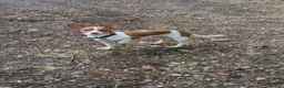 Mixed Breed dogs for stud: Jackuaua x chiweenie Stud - Advert 6