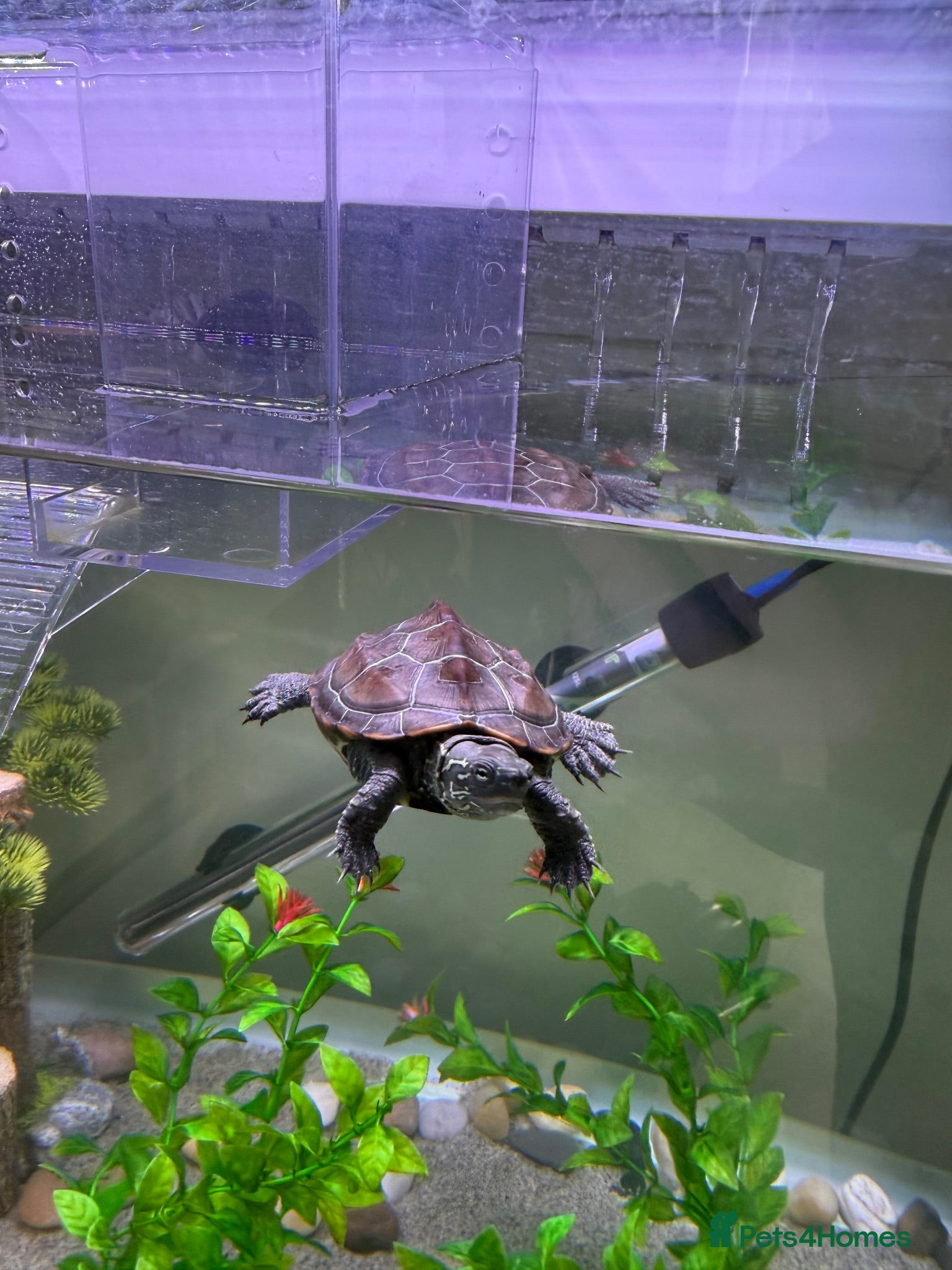 Turtle reptiles Turtle and tank - Advert 9