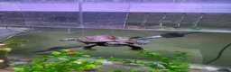 Turtle reptiles for sale: Turtle and tank in Newcastle upon Tyne - Advert 1
