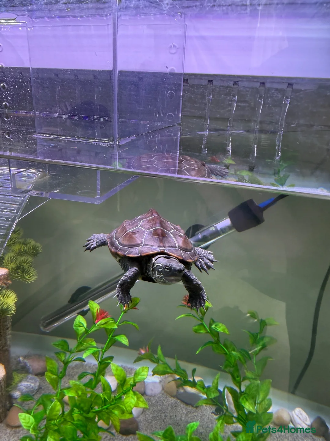 Turtle reptiles for sale: Turtle and tank in Newcastle upon Tyne - Advert 1