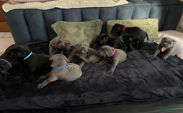 Cane Corso dogs in Wokingham - Advert 1