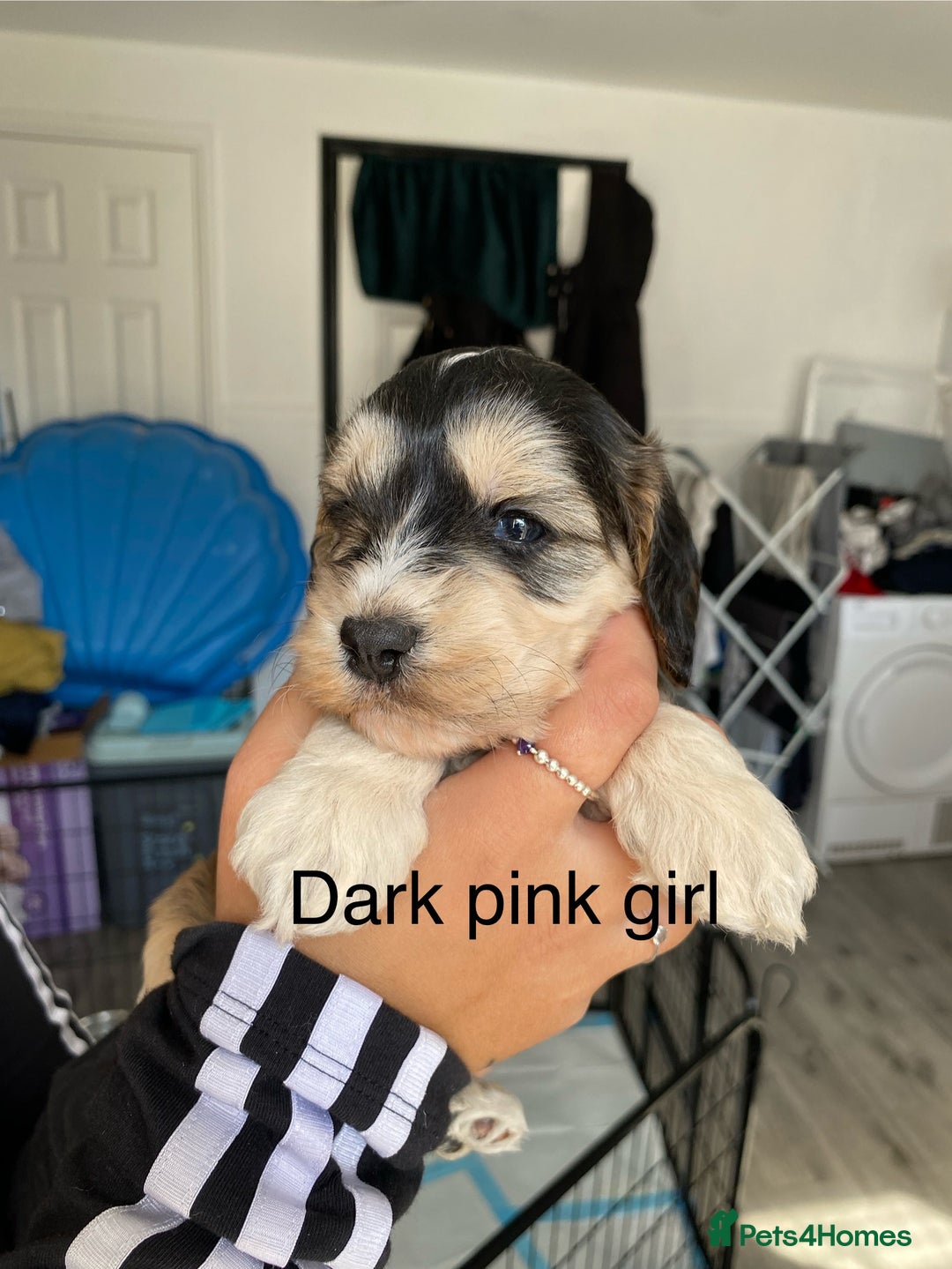 Cockapoo dogs for sale: Beautiful 5⭐️ F1 Cockapoos! - Image 7