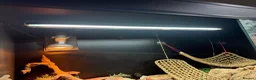 Bearded Dragon reptiles for sale: male bearded dragon with full set up  in Peterlee - Advert 7
