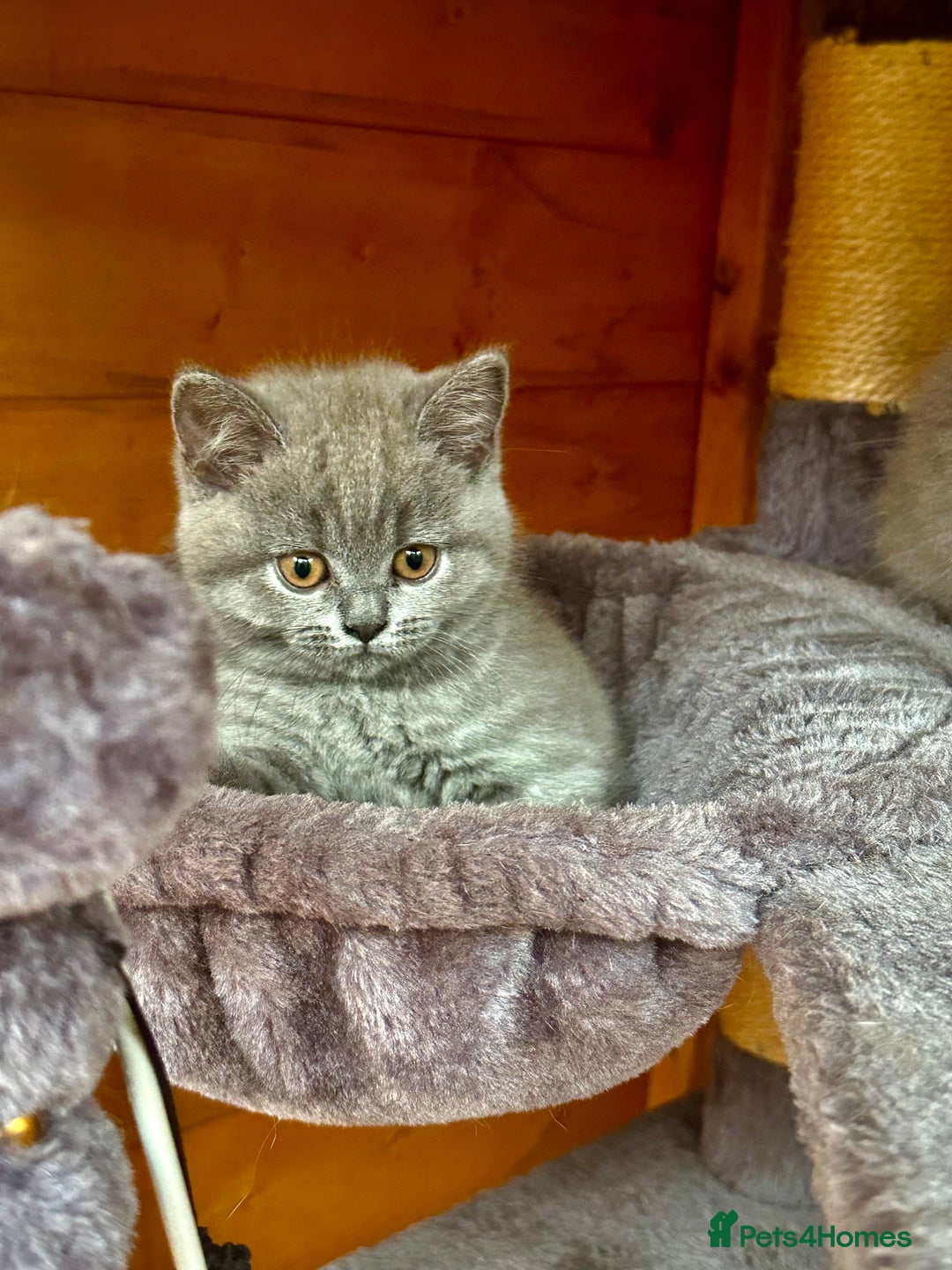 British Shorthair cats for sale: Ready For Forever Homes Soon! - Image 19