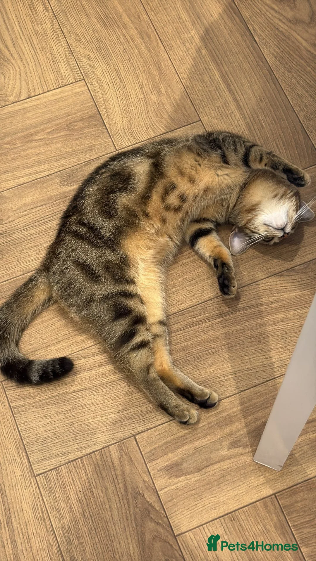 Bengal cats for sale: Bengal for new home asap!  - Advert 6