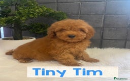 Miniature Poodle dogs for sale: Gorgeous Red Minature Poodles Puppies  - Image 15