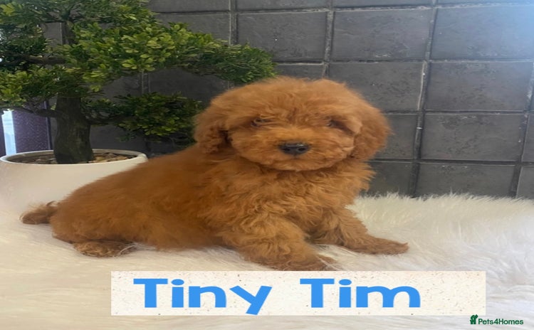 Miniature Poodle dogs Gorgeous Red Minature Poodles Puppies  - Advert 13