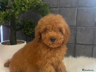 Miniature Poodle dogs Gorgeous Red Minature Poodles Puppies - Advert 10