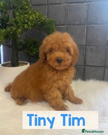 Miniature Poodle dogs Gorgeous Red Minature Poodles Puppies - Advert 13