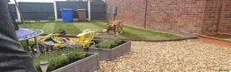 Mixed Breed dogs for sale: Rusty in Stoke-on-Trent - Advert 4