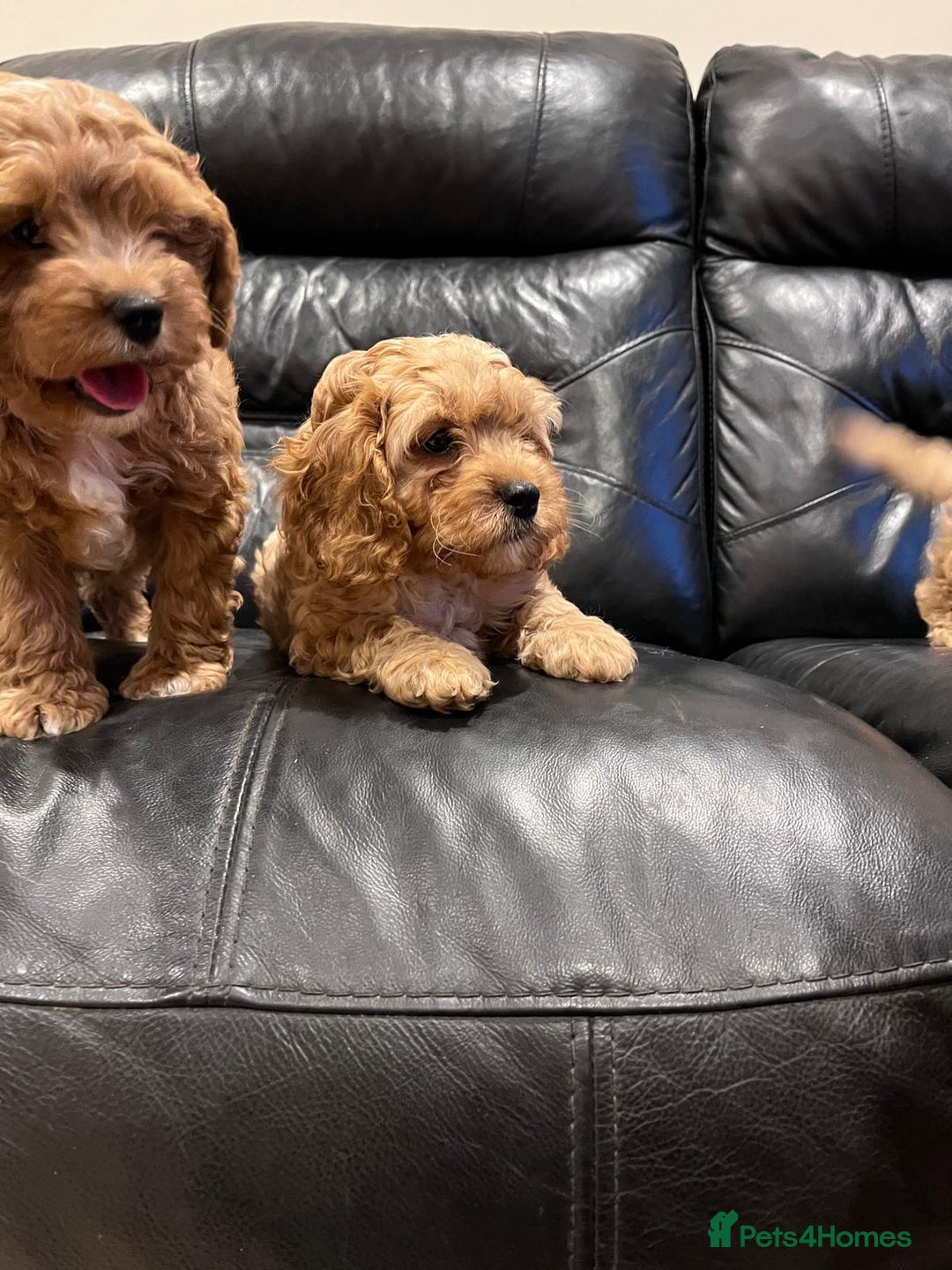 Cavapoo dogs for sale: F1 Cavapoo puppies - Image 12