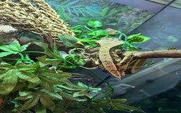 Gecko reptiles for sale: Crested gecko with massive paludarium - Image 3