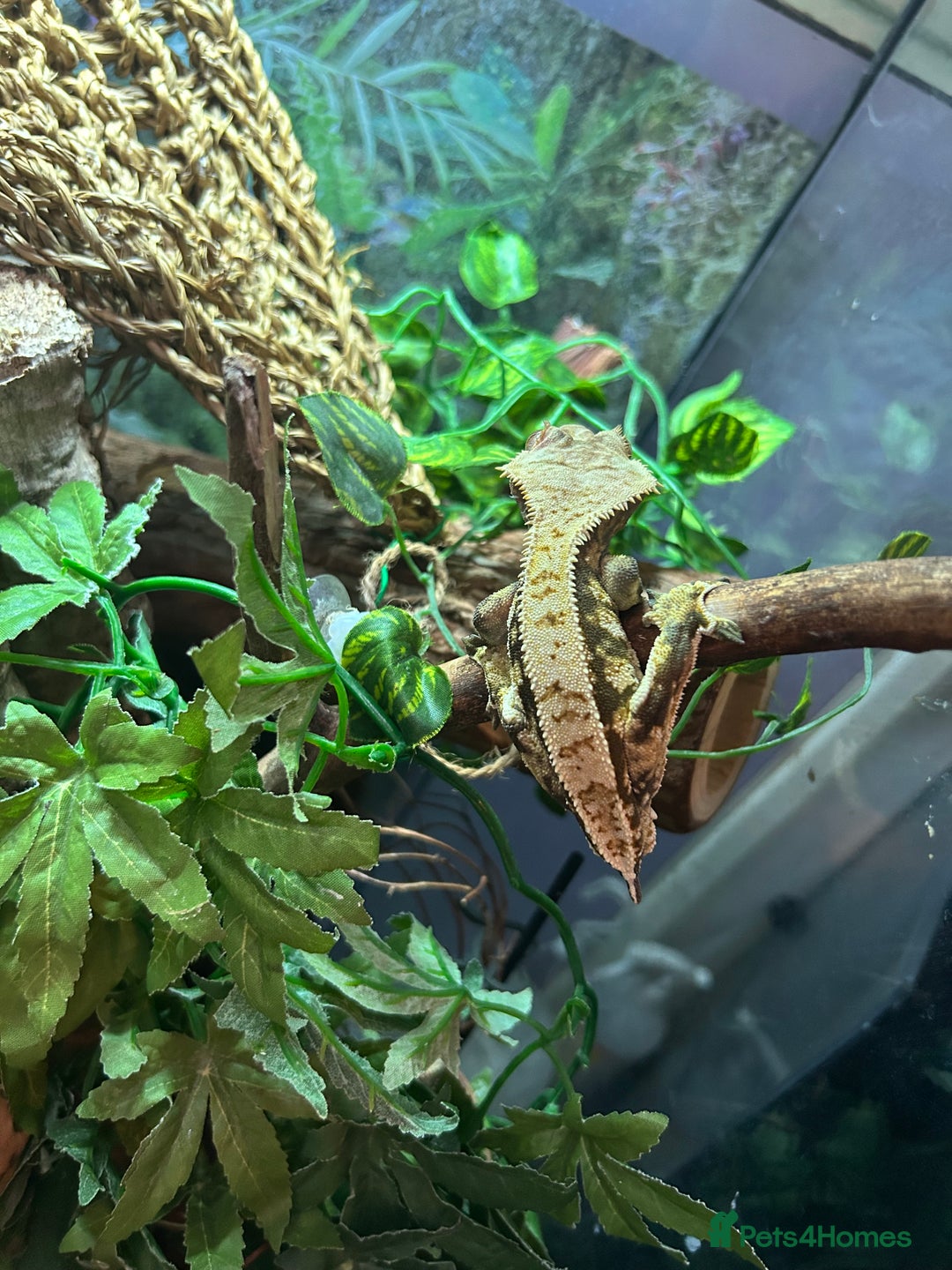 Gecko reptiles for sale: Crested gecko with massive paludarium - Image 3