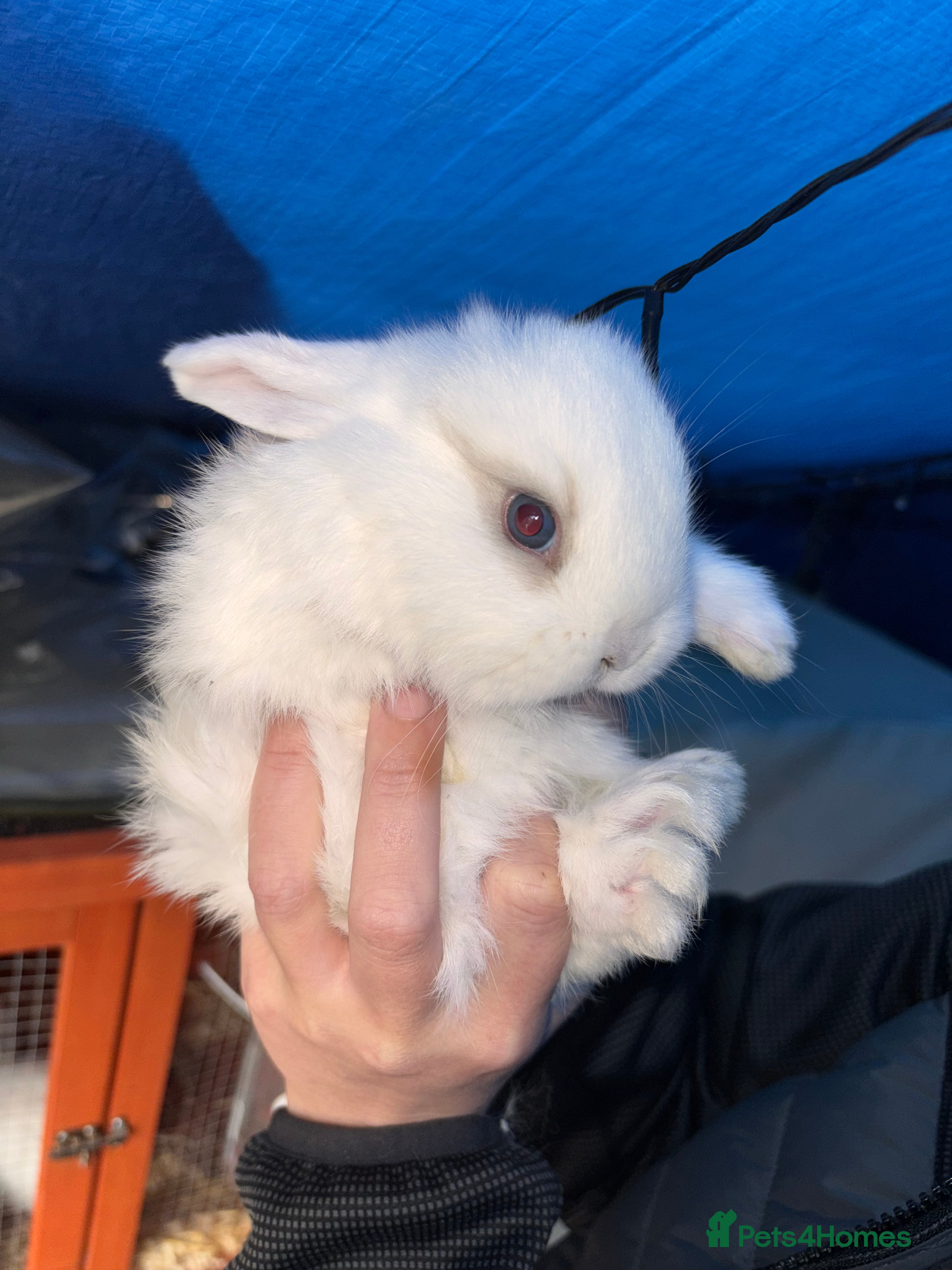 Mini Lop rabbits Mini lop rabbit - Advert 17