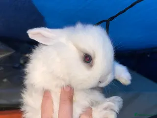 Mini Lop rabbits Mini lop rabbit - Advert 17