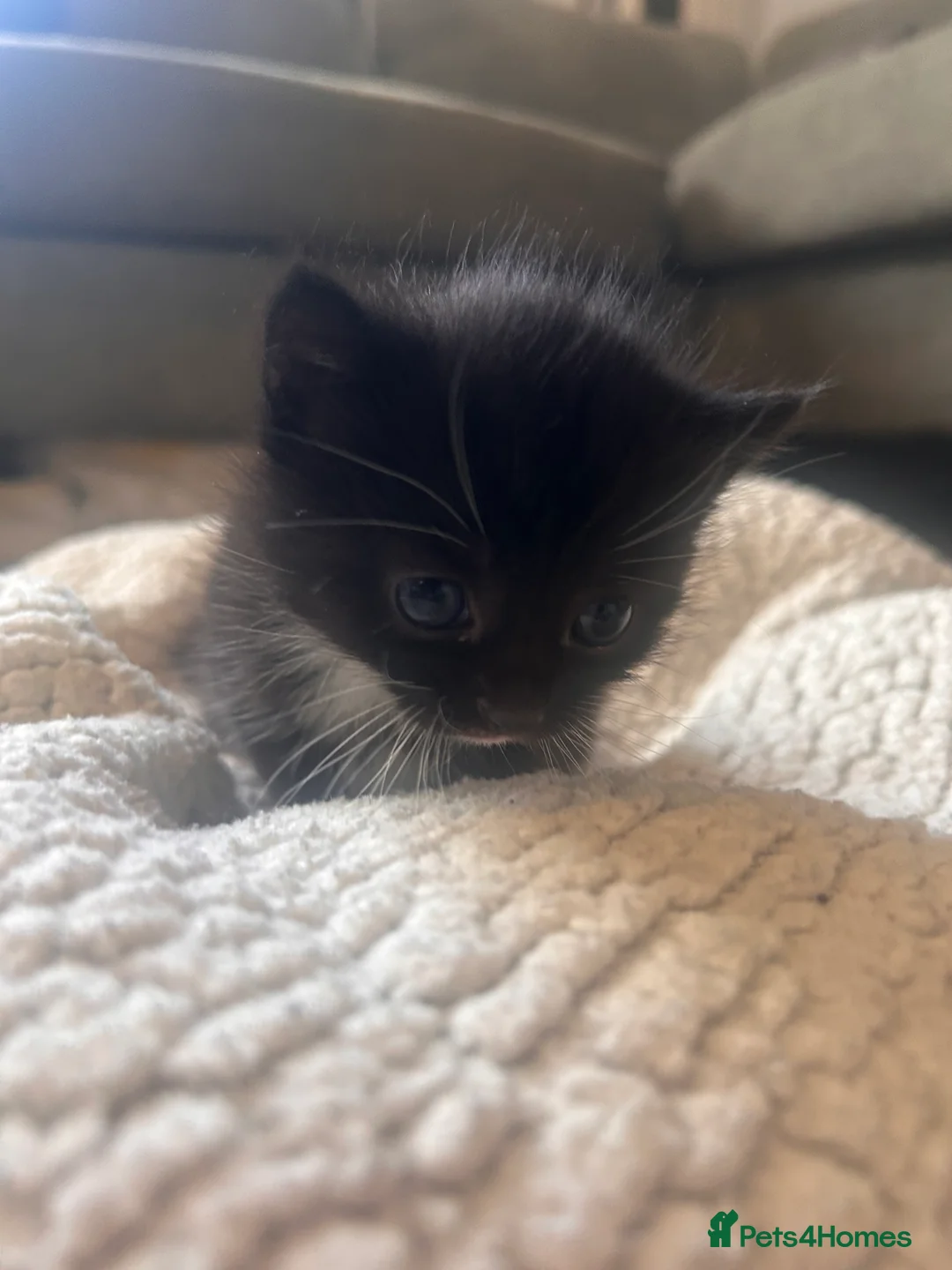 Mixed Breed cats for sale: 2 kittens for sale  - Advert 11