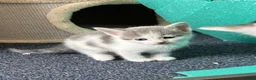 Mixed Breed cats for sale: Kittens for Sale £160 - Advert 18