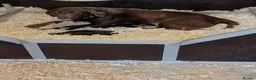 Labrador Retriever dogs for sale: KC'd Working/Trialing Pedigree  - Advert 26