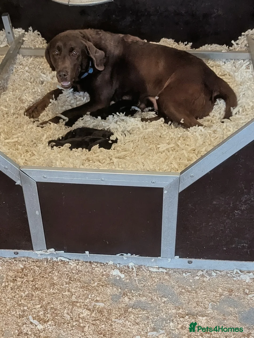 Labrador Retriever dogs for sale: KC'd Working/Trialing Pedigree  - Advert 26