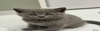 British Shorthair 3