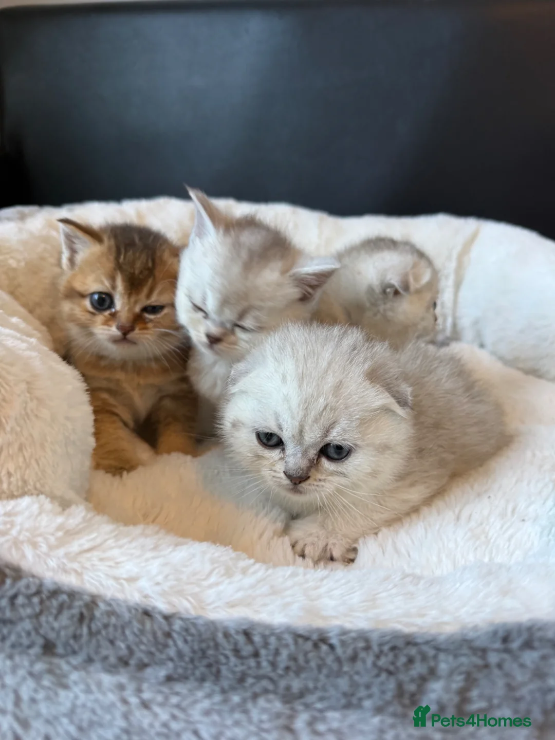 Scottish Fold cats for sale: Scotish Fold / Scotish straight - Advert 1