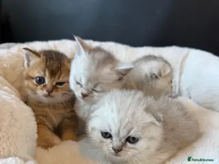 Scottish Fold cats Scotish Fold / Scotish straight - Advert 2