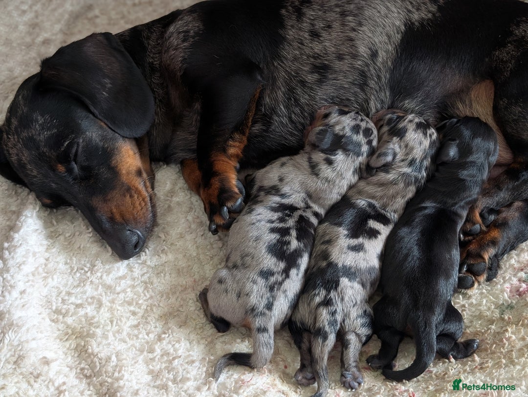 Miniature Dachshund dogs for sale: KC registered miniature dachshund puppies - Image 11