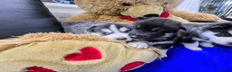 Shepsky dogs for sale: The new generation has arrived 🙌  - Advert 5