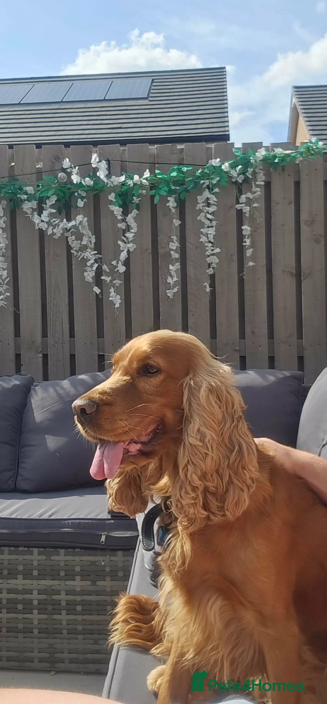 Cocker Spaniel dogs for stud: Cocker spaniel stud in Carluke - Advert 1