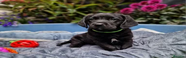 Springador 4