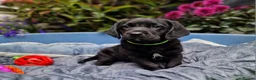 Springador dogs for sale: BEAUTIFUL SPRINGADOR PUPPIES - Advert 20