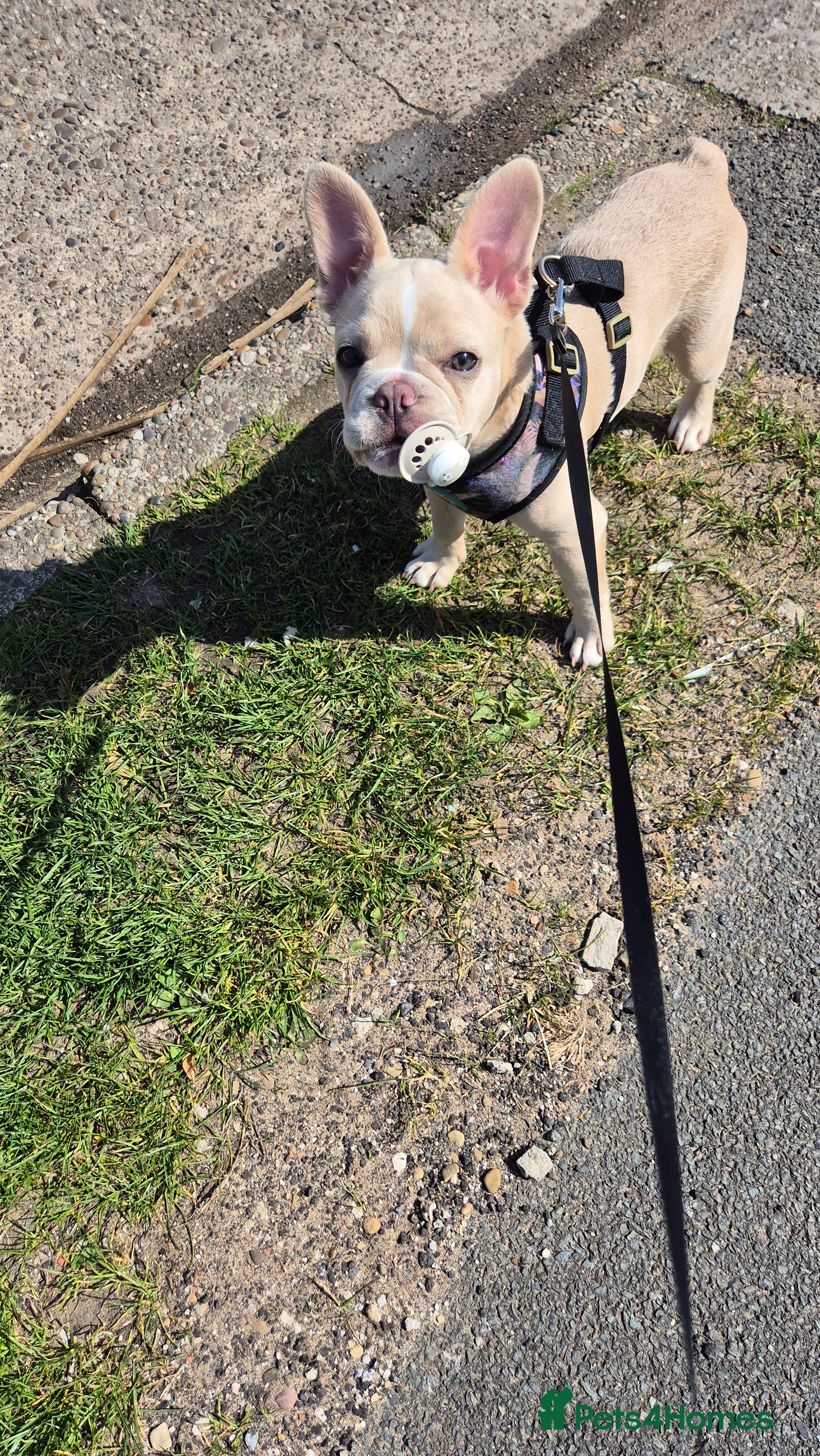 French Bulldog dogs for sale: FRENCH BULLDOG PUPPY - Advert 2