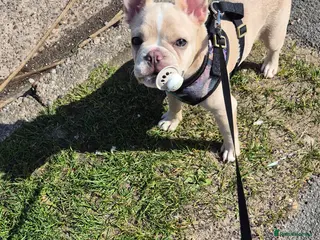 French Bulldog dogs FRENCH BULLDOG PUPPY - Advert 1