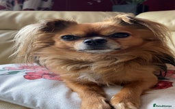 Chihuahua dogs for sale: Miniature long haired KC registered Chihuahua - Image 3