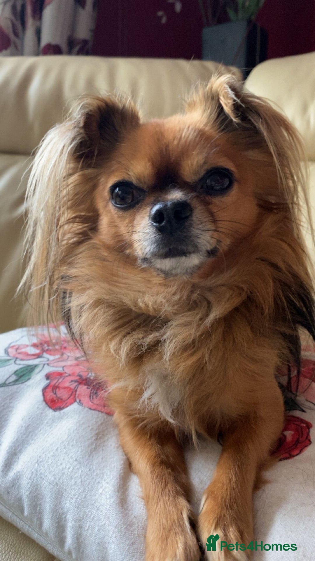Chihuahua dogs for sale: Miniature long haired KC registered Chihuahua - Image 3