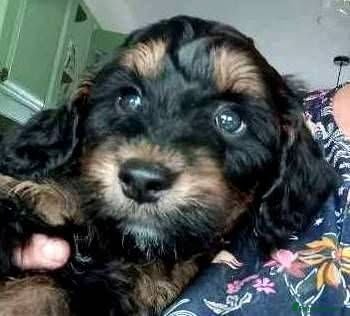 Cockapoo dogs 1 Stunning F1 Male Cockapoo   - Advert 1