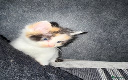 Mixed Breed cats for sale: Stunning kittens available now  - Image 23