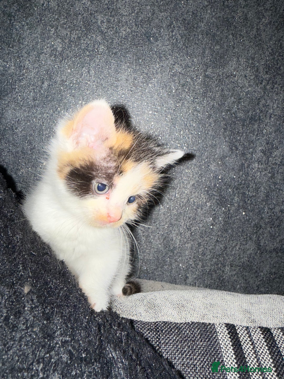 Mixed Breed cats for sale: Stunning kittens available now  - Image 23