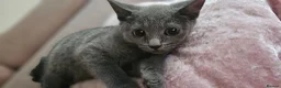 Domestic Shorthair cats for sale: Beautiful Grey Female Kitten – 11 Weeks Old - Advert 3